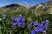 53 Scilla bifolia con vista in Timogno